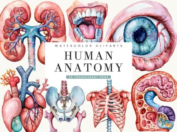 Download Watercolor Human Anatomy Clipart - Color Collection