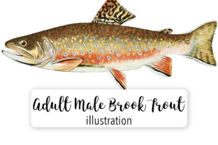 Download Adult Male Brook Trout Salvelinus Fontinalis Watercolor - Color Collection